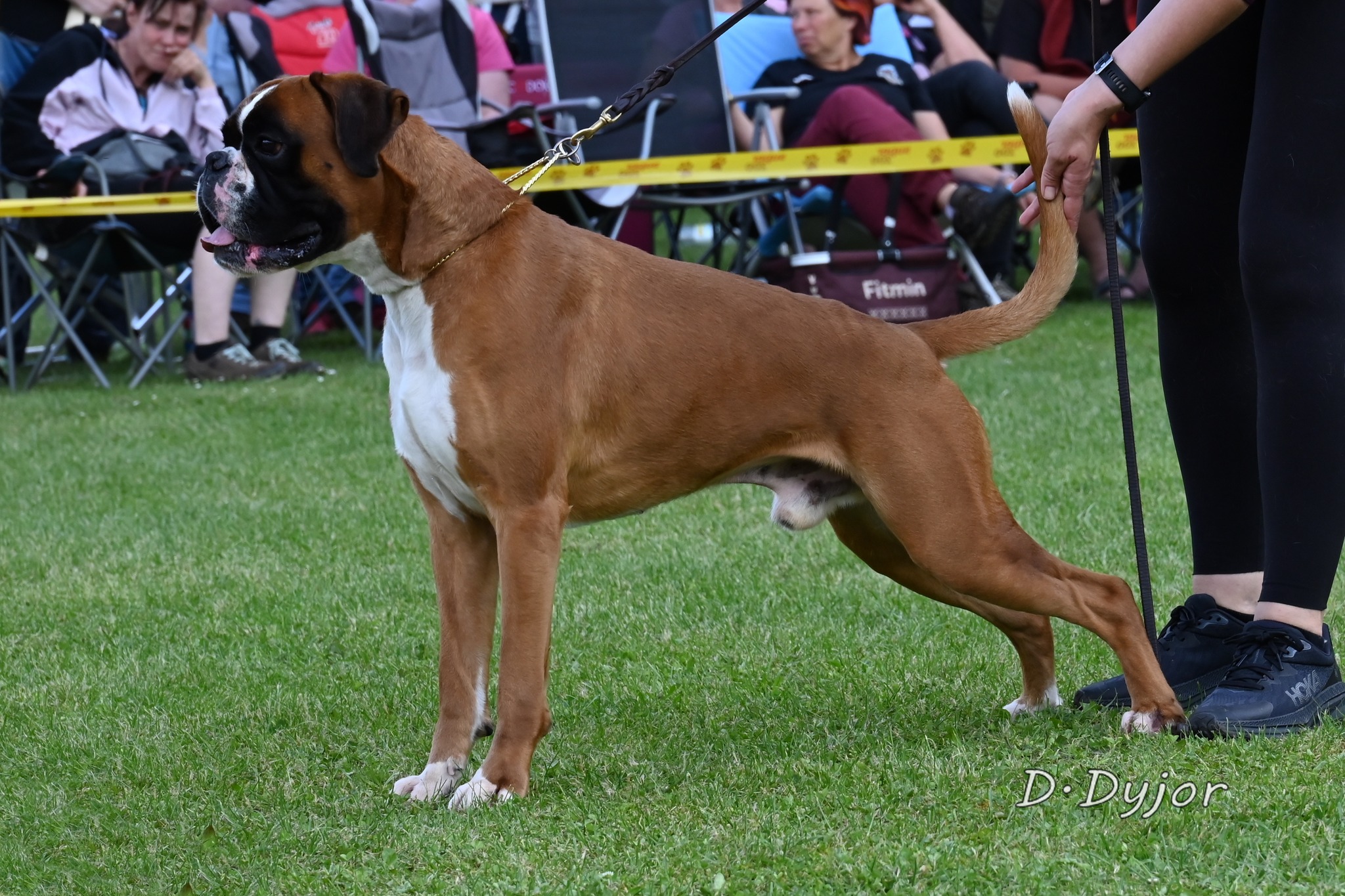YGGDRASIL z Ringu